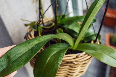 Phalaenopsis orquídeas plantadas en la cesta de mimbre en maceta en la lluvia en balcón, cuidado, trasplante en corteza, tierra para las orquídeas planta enferma