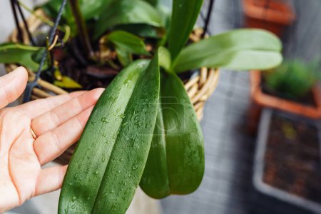 Phalaenopsis Orchideen gepflanzt in Weidenkorb im Blumentopf bei Regen auf Balkon, Pflege, Umpflanzung in Rinde, Boden für Orchideen kranke Pflanze