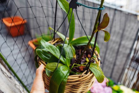 Phalaenopsis orchids planted in wicker basket in flower pot in rain on balcony, care, transplantation into bark, soil for orchids diseased plant