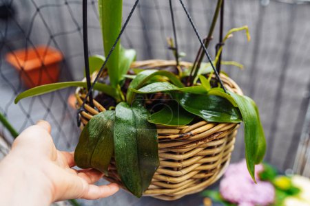 Orchidées de Phalaenopsis plantées dans le panier en osier dans le pot de fleur sous la pluie sur le balcon, soins, transplantation dans l'écorce, terre pour la plante malade d'orchidées