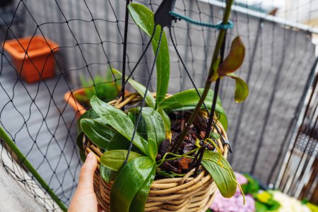 Photo for Phalaenopsis orchids planted in wicker basket in flower pot in rain on balcony, care, transplantation into bark, soil for orchids diseased plant - Royalty Free Image