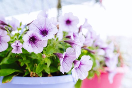 petunia flowers in flower pots. blurred background, soft focus