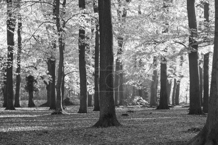 Téléchargez les photos : Heure d'automne dans un château en Westphalie - en image libre de droit