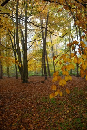Téléchargez les photos : Heure d'automne dans une forêt allemande - en image libre de droit