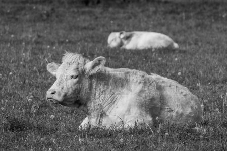 cows at a field in westphalia
