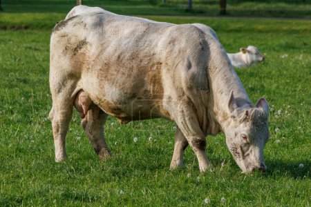 Kühe auf einem Feld in Westfalen