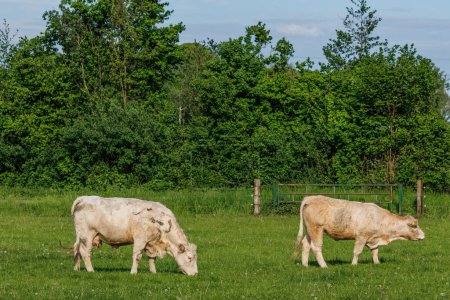 cows at a field in westphalia
