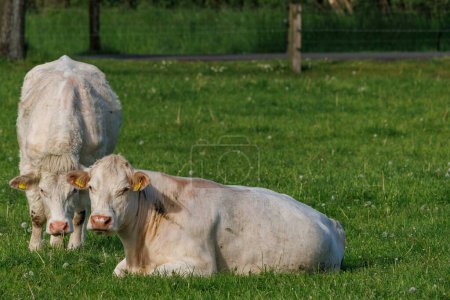 Kühe auf einem Feld in Westfalen