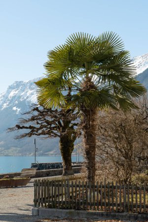 Téléchargez les photos : Brienz, Suisse, 10 février 2023 Arbres sur la côte du lac de Brienz par une journée ensoleillée - en image libre de droit