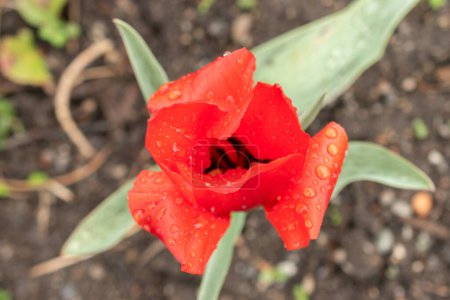 Téléchargez les photos : Zurich, Suisse, 20 avril 2023 Red Tulipa Kaufmanniana au jardin botanique - en image libre de droit