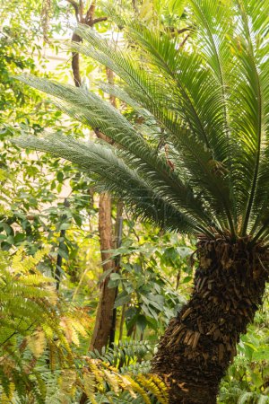 Téléchargez les photos : Zurich, Suisse, 22 mai 2023 Palmier à sagou japonais ou Cycas Revoluta au jardin botanique - en image libre de droit