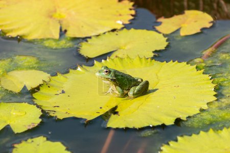 Zurich, Suisse, 14 Juillet, 2023 Frog se relaxe dans un étang avec quelques nénuphars par une journée ensoleillée