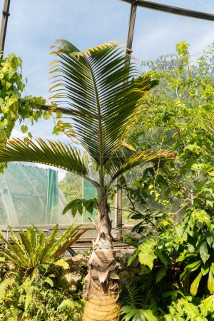 Foto de Zurich, Suiza, 14 de julio de 2023 Hyophorbe Lagenicaulis o palma de botella en el jardín botánico - Imagen libre de derechos