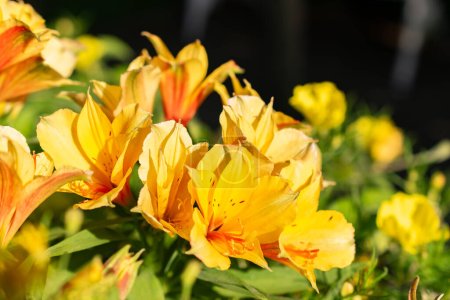 Téléchargez les photos : Mainau, Allemagne, 20 juillet 2023 Fleur dans le jardin botanique par une journée ensoleillée - en image libre de droit