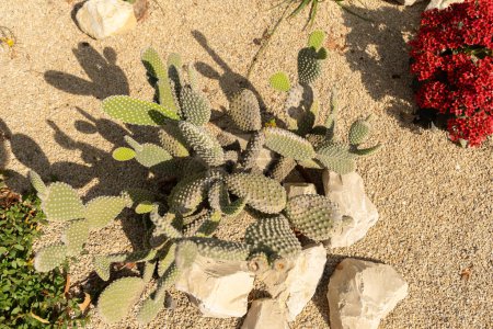 Foto de Mainau, Alemania, 20 de julio, 2023 Diferentes variaciones de cactus en un campo en un hermoso parque - Imagen libre de derechos