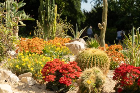 Foto de Mainau, Alemania, 20 de julio, 2023 Diferentes variaciones de cactus en un campo en un hermoso parque - Imagen libre de derechos