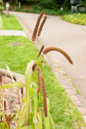 Téléchargez les photos : Zurich, Suisse, 9 août 2023 Setaria Italica ou plante de millet à queue de renard au jardin botanique - en image libre de droit