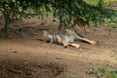 Téléchargez les photos : Zurich, Suisse, 3 septembre 2023 Loup endormi dans un parc animalier - en image libre de droit