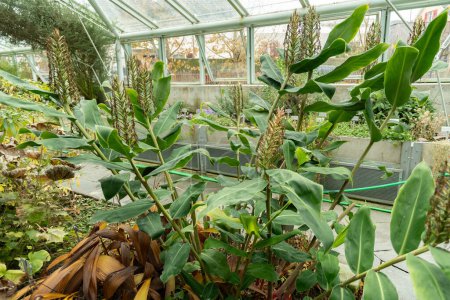 Téléchargez les photos : Saint-Gall, Suisse, 13 novembre 2023 Hedychium Gardnerianum ou gingembre au jardin botanique - en image libre de droit