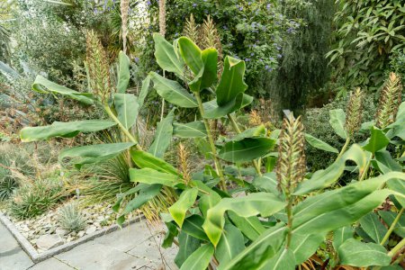 Téléchargez les photos : Saint-Gall, Suisse, 13 novembre 2023 Hedychium Gardnerianum ou gingembre au jardin botanique - en image libre de droit