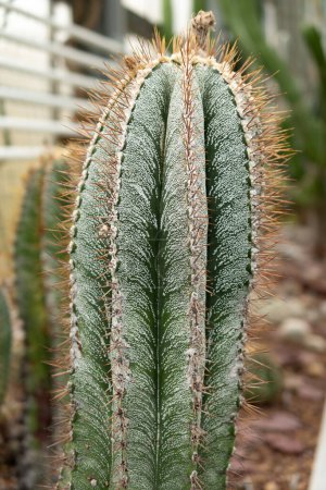 Téléchargez les photos : Saint-Gall, Suisse, 14 novembre 2023 Astrophytum Ornatum ou évêques coiffe le cactus au jardin botanique - en image libre de droit