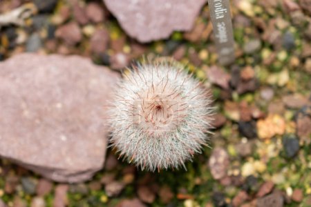 Téléchargez les photos : Saint-Gall, Suisse, 14 novembre 2023 Parodia Scopa ou cactus boule d'argent au jardin botanique - en image libre de droit