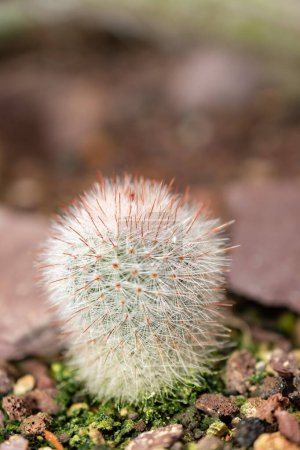Téléchargez les photos : Saint-Gall, Suisse, 14 novembre 2023 Parodia Scopa ou cactus boule d'argent au jardin botanique - en image libre de droit