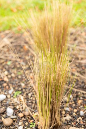 Photo for Zurich, Switzerland, January 5, 2024 Nassella Tenuissima or mexican feather grass at the botanical garden - Royalty Free Image