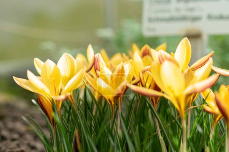 Téléchargez les photos : Saint, Gallen, Suisse, 10 février 2024 Crocus Angustifolius ou tissu de fleurs de crocus dorées au jardin botanique - en image libre de droit
