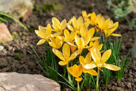 Téléchargez les photos : Saint, Gallen, Suisse, 10 février 2024 Crocus Angustifolius ou tissu de fleurs de crocus dorées au jardin botanique - en image libre de droit
