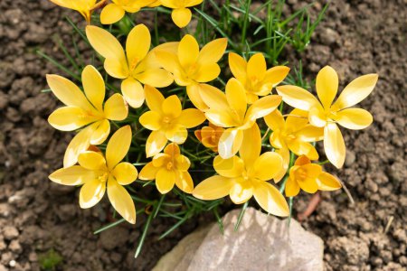 Saint, Gallen, Suisse, 10 février 2024 Crocus Angustifolius ou tissu de fleurs de crocus dorées au jardin botanique