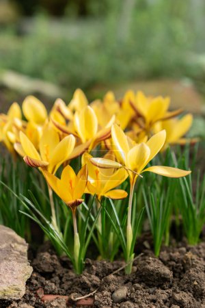 Photo for Saint, Gallen, Switzerland, February 10, 2024 Crocus Angustifolius or cloth of gold crocus flowers at the botanical garden - Royalty Free Image