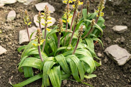 Saint Gallen, Switzerland, March 2, 2024 Lachenalia Orchioides or orchid like cape cowslip plant at the botanical garden