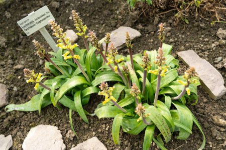 Saint Gallen, Switzerland, March 2, 2024 Lachenalia Orchioides or orchid like cape cowslip plant at the botanical garden