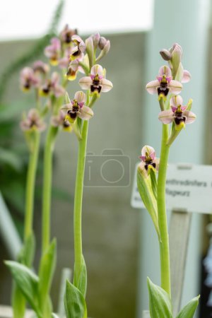 Saint Gallen, Switzerland, March 2, 2024 Ophris Tenthredinifera or sawfly orchid flower at the botanical garden