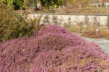 Saint Gallen, Switzerland, March 2, 2024 Erica Carnea or winter heath plant at the botanical garden