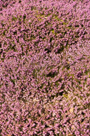 Saint-Gall, Suisse, 2 mars 2024 Erica Carnea ou plante de bruyère d'hiver au jardin botanique