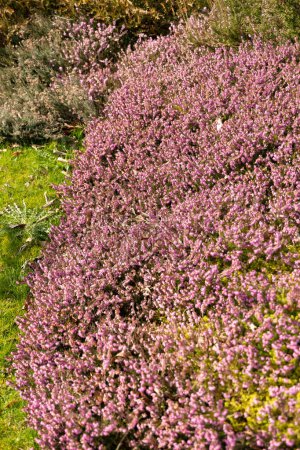 Saint-Gall, Suisse, 2 mars 2024 Erica Carnea ou plante de bruyère d'hiver au jardin botanique