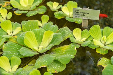 Saint Gallen, Switzerland, March 2, 2024 Pistia Stratiotes or water cabbage plant at the botanical garden