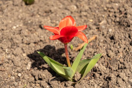 Téléchargez les photos : Zurich, Suisse, 9 mars 2024 Tulipa Kaufmanniana flower at the botanical garden - en image libre de droit