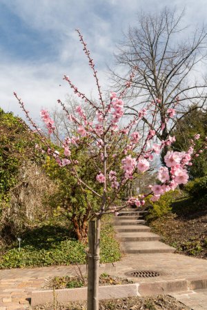 Zürich, Schweiz, 9. März 2024 Prunus Dulcis Pflanze im Botanischen Garten