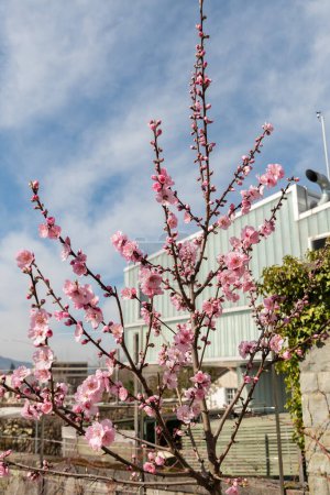 Zurich, Switzerland, March 9, 2024 Prunus Dulcis plant at the botanical garden