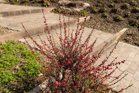 Zurich, Suisse, 9 mars 2024 Prunus Triloba ou amandier fleuri au jardin botanique