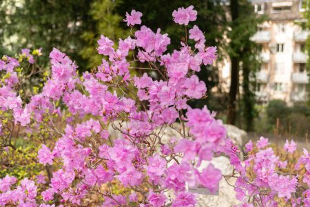 Zurich, Suisse, 9 mars 2024 Rhododendron Plante hybride au jardin botanique