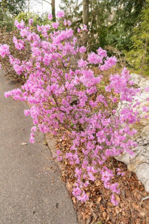 Zurich, Suiza, 9 de marzo de 2024 Rhododendron Hybridum plant at the botanical garden