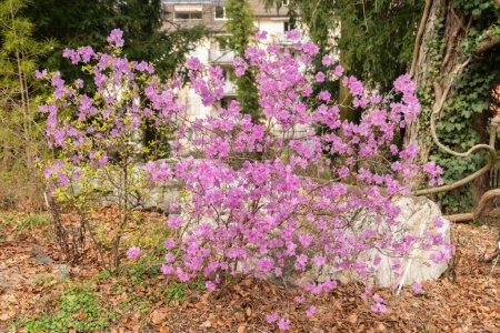Zurich, Switzerland, March 9, 2024 Rhododendron Hybridum plant at the botanical garden