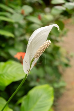 Photo for Zurich, Switzerland, March 9, 2024 Spathiphyllum Wallisii or peace lily plant at the botanical garden - Royalty Free Image