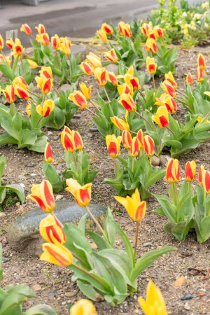 Téléchargez les photos : Saint-Gall, Suisse, 24 mars 2024 Tulipa Kaufmanniana flowers at the botanical garden - en image libre de droit