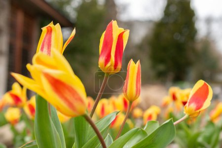 Téléchargez les photos : Saint-Gall, Suisse, 24 mars 2024 Tulipa Kaufmanniana flowers at the botanical garden - en image libre de droit