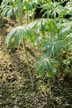 Saint Gallen, Switzerland, March 24, 2024 Syneilesis Palmata or palmate umbrella plant at the botanical garden